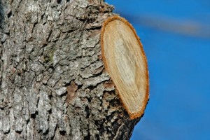 A proper pruning cut preserves the branch collar and is not flush with the trunk. Image source: http://www.growingagreenerworld.com