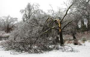 Ice damaged tree.