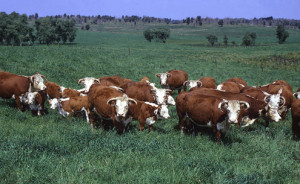 Photograph: Cattle. Photograph from NC State University CALS Communications.