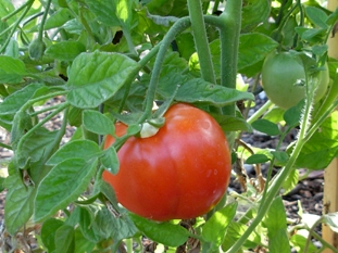 tomato ripening on the vine