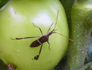 LeafFootedBug 300x229