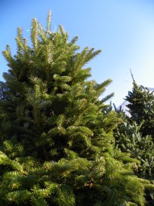 Fraser Fir