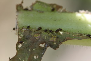 Adult flea beetles congregating on base of a tobacco leaf. Photo: H.J. Burrack