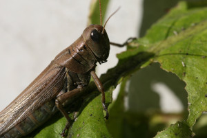 An acridid grasshopper feeding on a tobacco leaf. Photo:H.J. Burrack