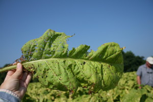 Numerous, tiny, "buckshot-like" holes are due to late season flea beetle damage. Photo: H.J. Burrack