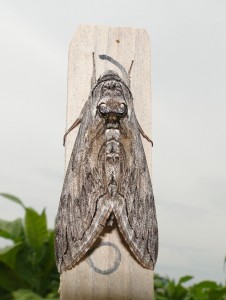 Tomato hornworm moth. Photo: C. Sorenson