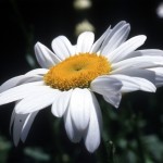 Daisy