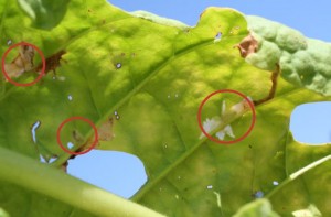 spitworm larvae damage