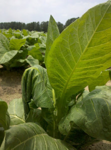 Tobacco plant with leaf injured by stink bug feeding, Raeford, NC. Photo: H. J. Burrack