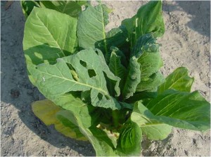 Holes in older leaves due to tobacco budworm feeding earlier in the growing season. Note that these holes have smooth edges and that budworm larvae are no longer present on the plant. Photo: C. Sorenson