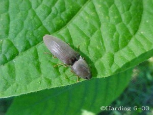 Adult click beetle