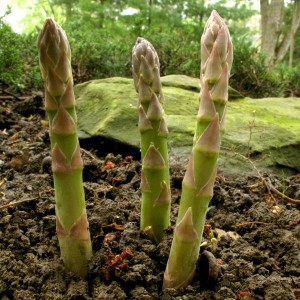 Asparagus shoots