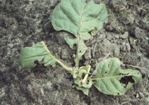 black cutworm damage to a tobacco plant
