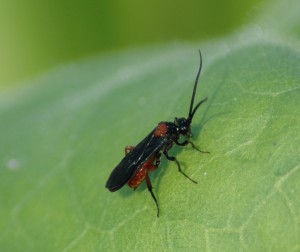 Cardiocheles nigriceps, a parasitoid of the tobacco budworm. Photo: Sally Taylor