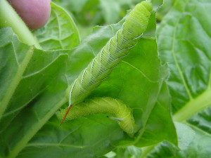 Tobacco hornworm (above) and tomato hornworm (below). The tomato hornworm is smaller because it is younger. It can grow to be the size of the tobacco hornworm. Note the differences in their "horns". Photo: C. Sorenson