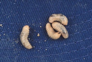 White-fringed beetle larvae. Photo: S. Southern