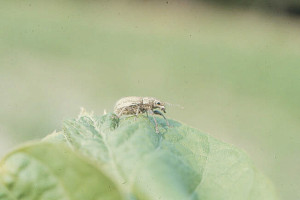 Whitefringed beetle adult. Photo: S. Southern