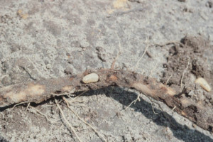 Larvae burrow into roots similarly to wireworms. Photo: S. Southern