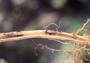 Wireworm damage on a tobacco stalk. Photo: S. Southern