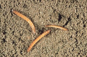 Wireworms, the click-beetle larvae, live in the soil. Photo: S. Southern