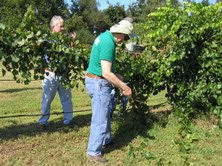 GrapeFieldDay13-4