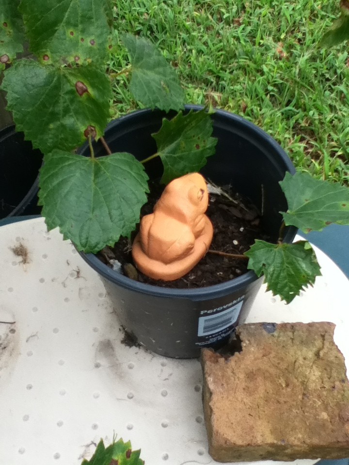 To start a new grape plant is easy! Simply take one of the long vines in the summertime, strip some leaves, place that part in a pot with soil (covering the vine with soil), water (keep moist), and place a weight on top!