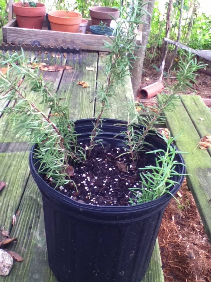 To propagate rosemary: Take some cuttings in the summertime, strip the bottom of the cutting a few inches of leaves, stick in moist soil, and place in shade. No rooting hormone needed.