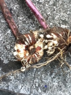 Example of gladiolus corm with cormlets. 