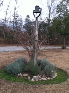 lavendar plants