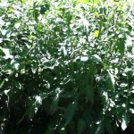 photo (7)