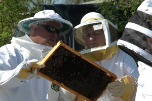 Inspecting Brood Frame