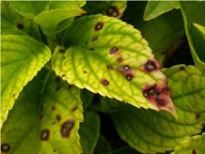 Leaf spot on hydrangea