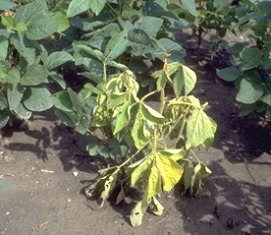 Soybean plant with root rot