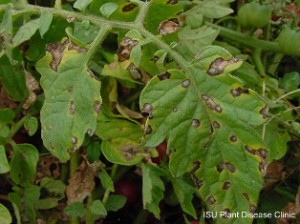 Septoria leaf spot on tomato