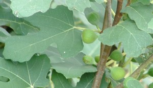 green figs