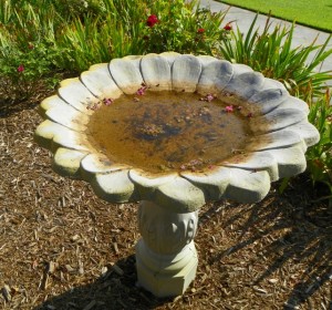 Bird bath