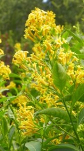 Cestrum blossoms