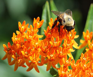 Asclepias tuberosa