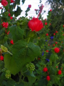 Wax mallow flowers