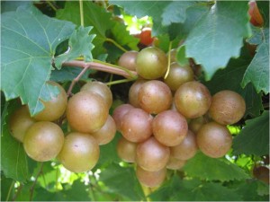 Muscadine Triumph