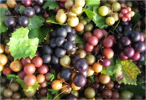 Muscadone grapes
