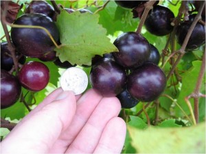 Muscadine 'Supreme'