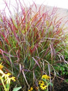 Prairie Fire Panic Grass