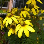 Cutleaf coneflower