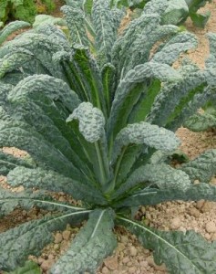 Toscana Kale