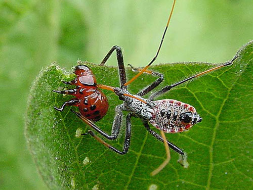 assassin-bug-CPB.jpg