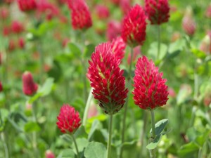 Crimson clover