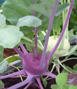 kohlrabi plants