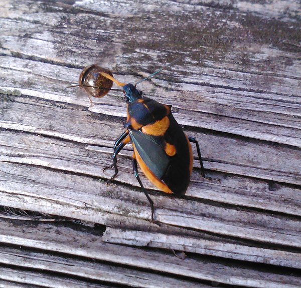 Florida predatory stink bug feeding on kudzu bug. 