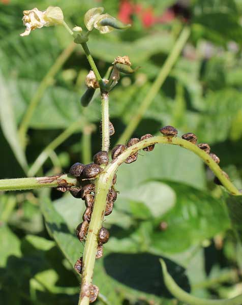 Kudzu bugs feed on pole beans